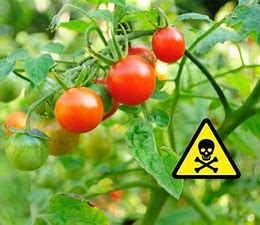 خطرات مصرف بیش از حد گوجه فرنگی