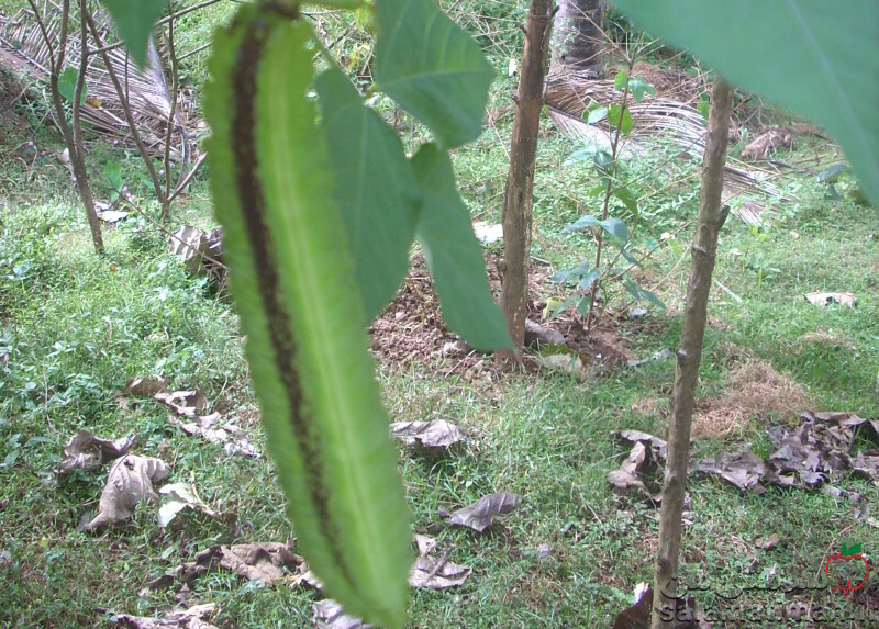 دانه سبز لوبیا بالدار(دراگون)، خام