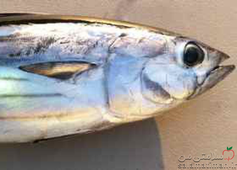  ماهی تن باله آبی تازه(پخته در حرارت خشک)