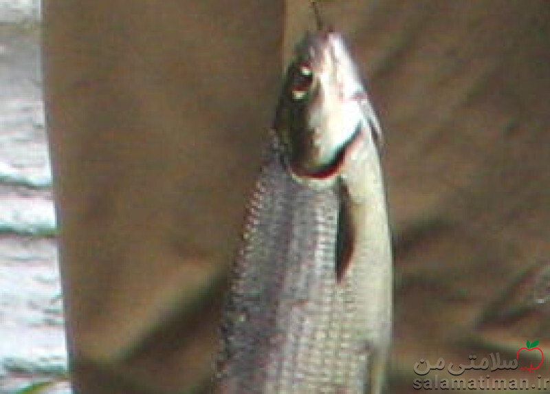ماهی سفید(پخته در حرارت خشک)