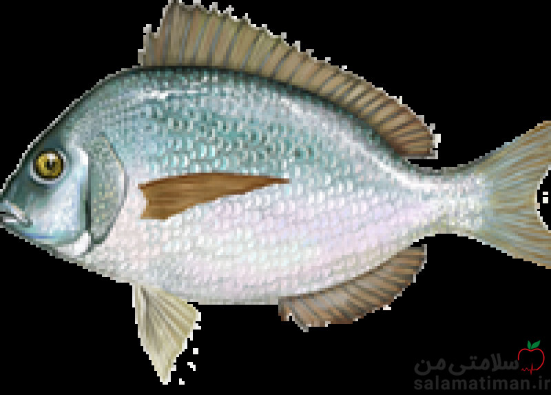 ماهی خوش گوشت(اسکاپ)، پخته در حرارت خشک