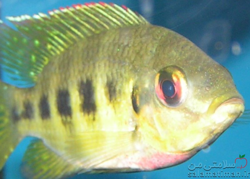 ماهی تیلاپیا(پخته در حرارت خشک)