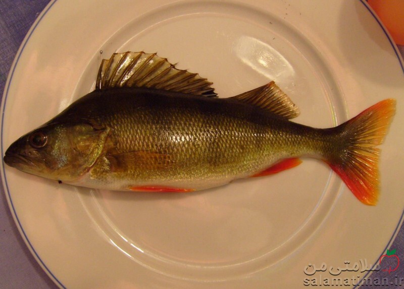  ماهی لوتی(پخته در حرارت خشک)