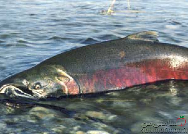 کنسرو ماهی سالمون سوکی(بدون مایع داخل)، بدون پوست و استخوان